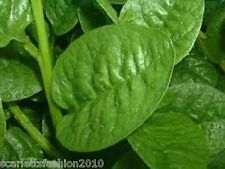 GREEN MALABAR SPINACH CLIMBING