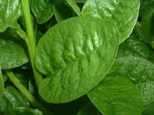 Green malabar spinach climbing - green,
