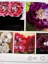 10 Mix Gloxinia Seeds ( Avanty