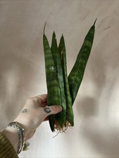 Rooted Snake Plant Cuttings
