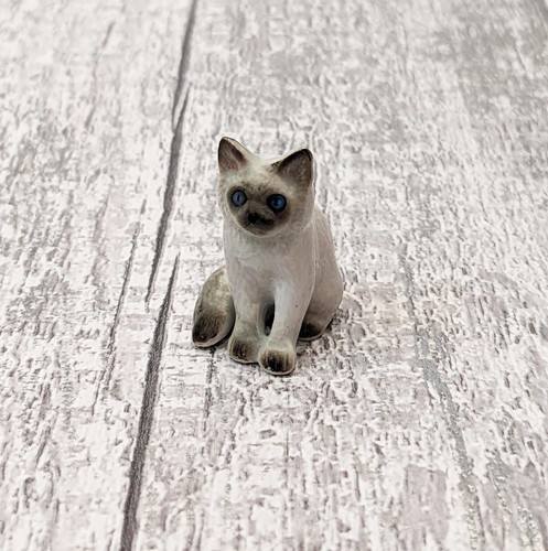 Grey ragdoll cat - grey, kitten