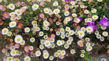 Erigeron karvinskianus - erigeron,