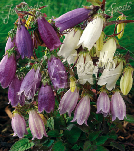 Campanula puncata bellflower - campanula,