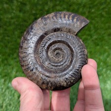 Hildoceras ammonite 3D matrix