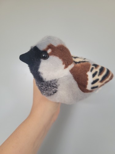 House sparrow singing bird - singing, 6"