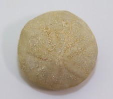 Sea Urchin, Catopygus fenestratus, Cretaceous, Maastricht, Netherlands -L371