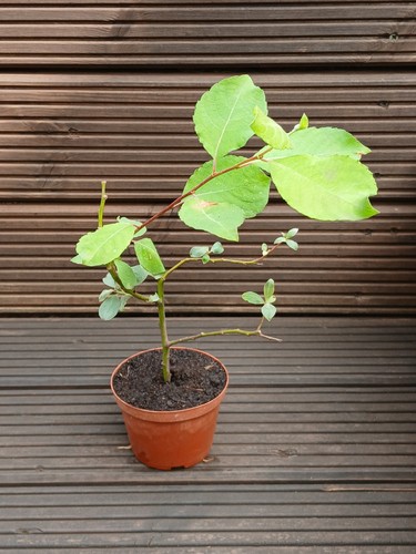 Goat willow plant garden - plant, hedge