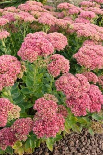 Sedum autumn joy plant - autumn,