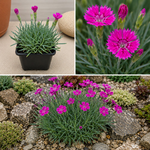 Dianthus neon star - 'neon, star'
