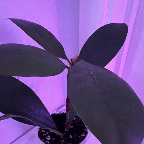 Ficus african fig - african,
