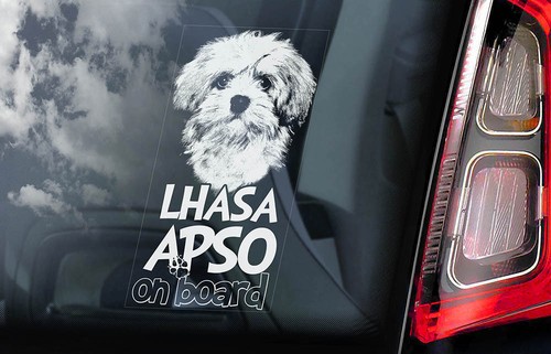 Lhasa apso car - lhasa,