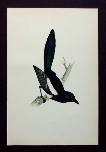 Magpie original antique bird - magpie,,