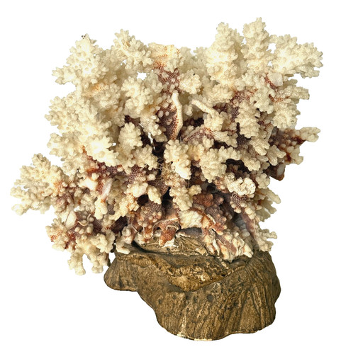 Acropora coral vintage - coral,