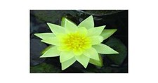 Pygmaea helvola water lily - helvola,