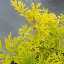 Sambucus Golden Tower in 9cm pot cut leaf elderberry