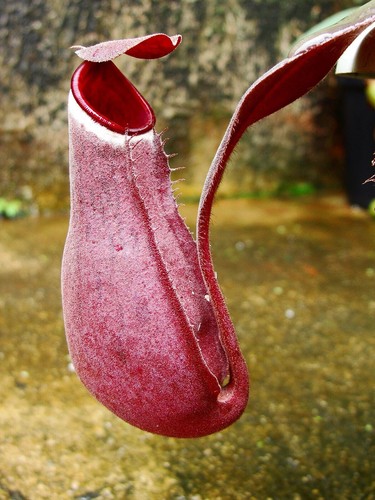 Nepenthes albomarginata red - red,