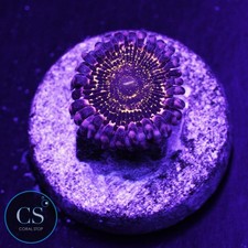 Stratosphere zoa wysiwyg - stratosphere,