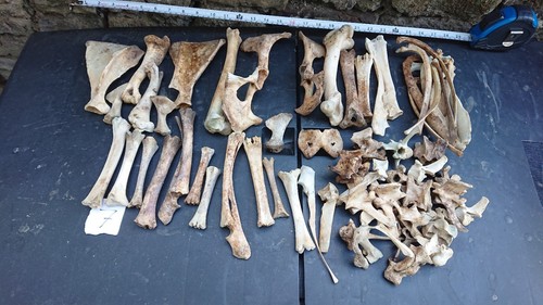 Real sheep bones taxidermy - real, art