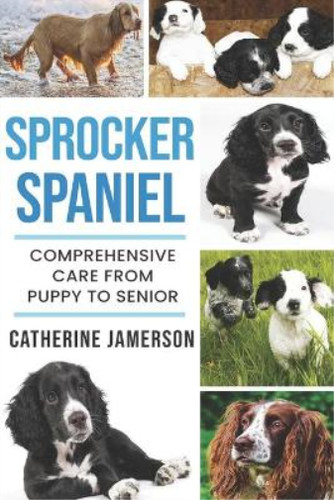 Sprocker spaniel - sprocker,