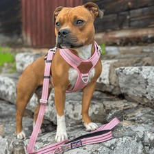 Staffordshire Bull Terrier