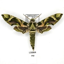 Sphingidae, Daphnis nerii