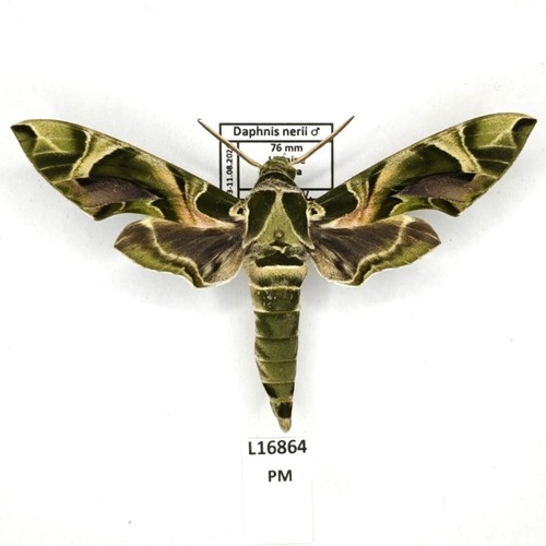 Sphingidae daphnis nerii - sphingidae,,