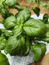 8x organic Basil Plants