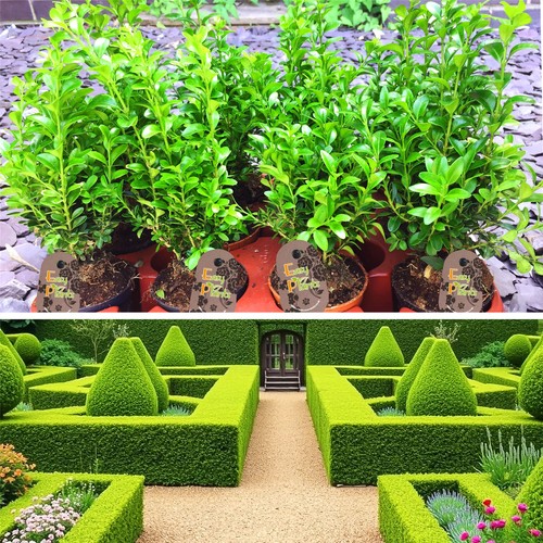 Buxus common box hedging - common,