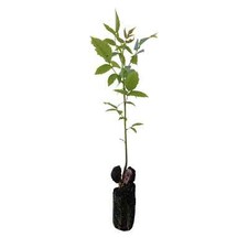3x Walnut Trees Juglans Regia