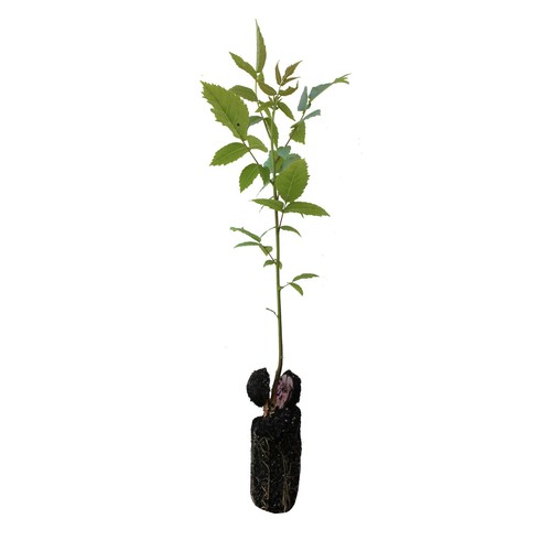 Walnut trees juglans regia - juglans,