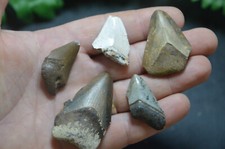 AMAZING VALUE, REAL MEGALODON