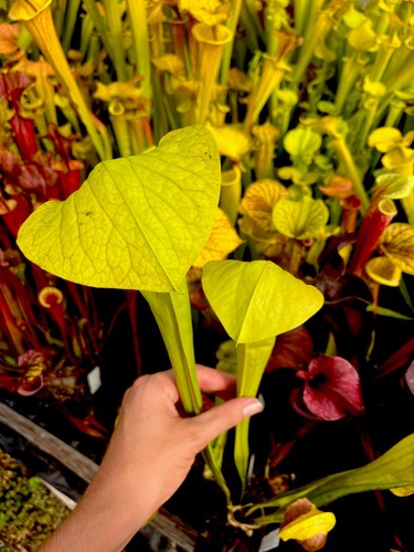 Sarracenia frogs porn - sarracenia,