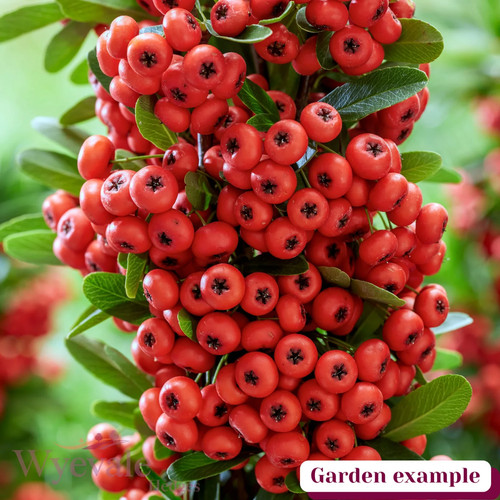 Pyracantha red column - red,