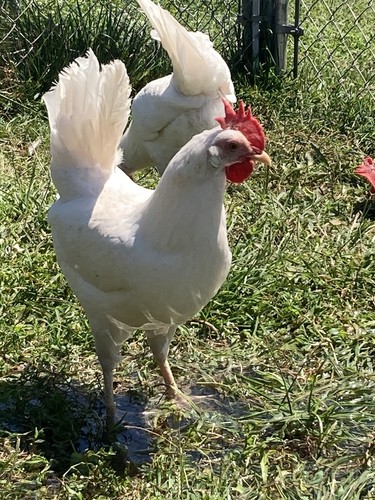 White leghorn - 1,