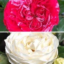 Old English Rose Collection, 2