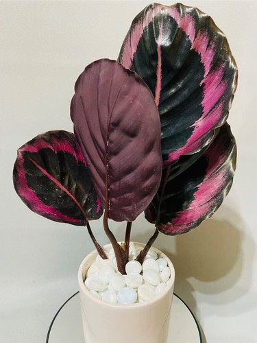 Calathea surprise star - calathea, star’