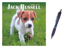 Jack Russell Puppies Mini