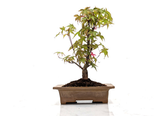 Deshojo japanese maple - 'deshojo',