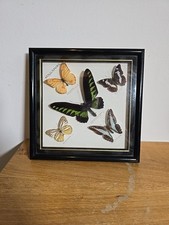 butterfly collection in frame
