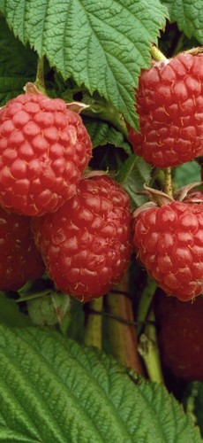 Raspberry canes plants - 1, canes,