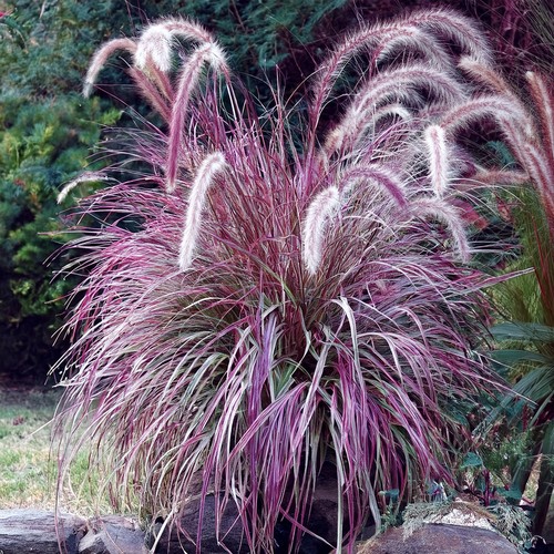 Pennisetum cherry sparkler - pennisetum,