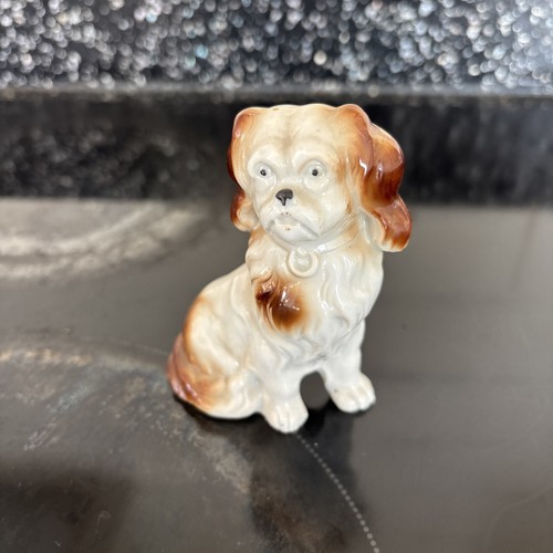 Pekingese dog - pekingese,
