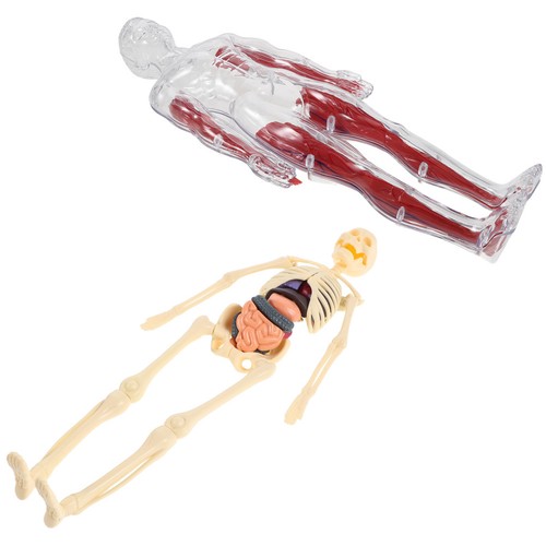 Set clear human body - human,