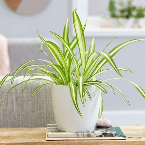Spider plant 12cm pot - spider,
