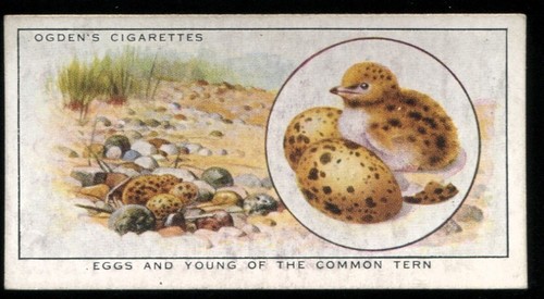 Tobacco card ogdens colour - tobacco, card,