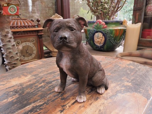 Staffordshire bull terrier - terrier, by