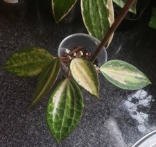 Hoya Macrophylla "Pot of Gold"