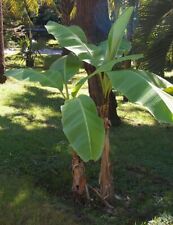 Musa basjoo Hardy Japanese fibre banana 9cm Pot Outdoor Grown
