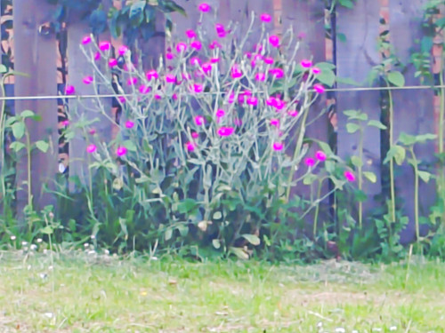 Rose campion silene - campion, flowering
