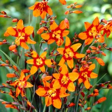 10 CROCOSMIA Emily McKenzie